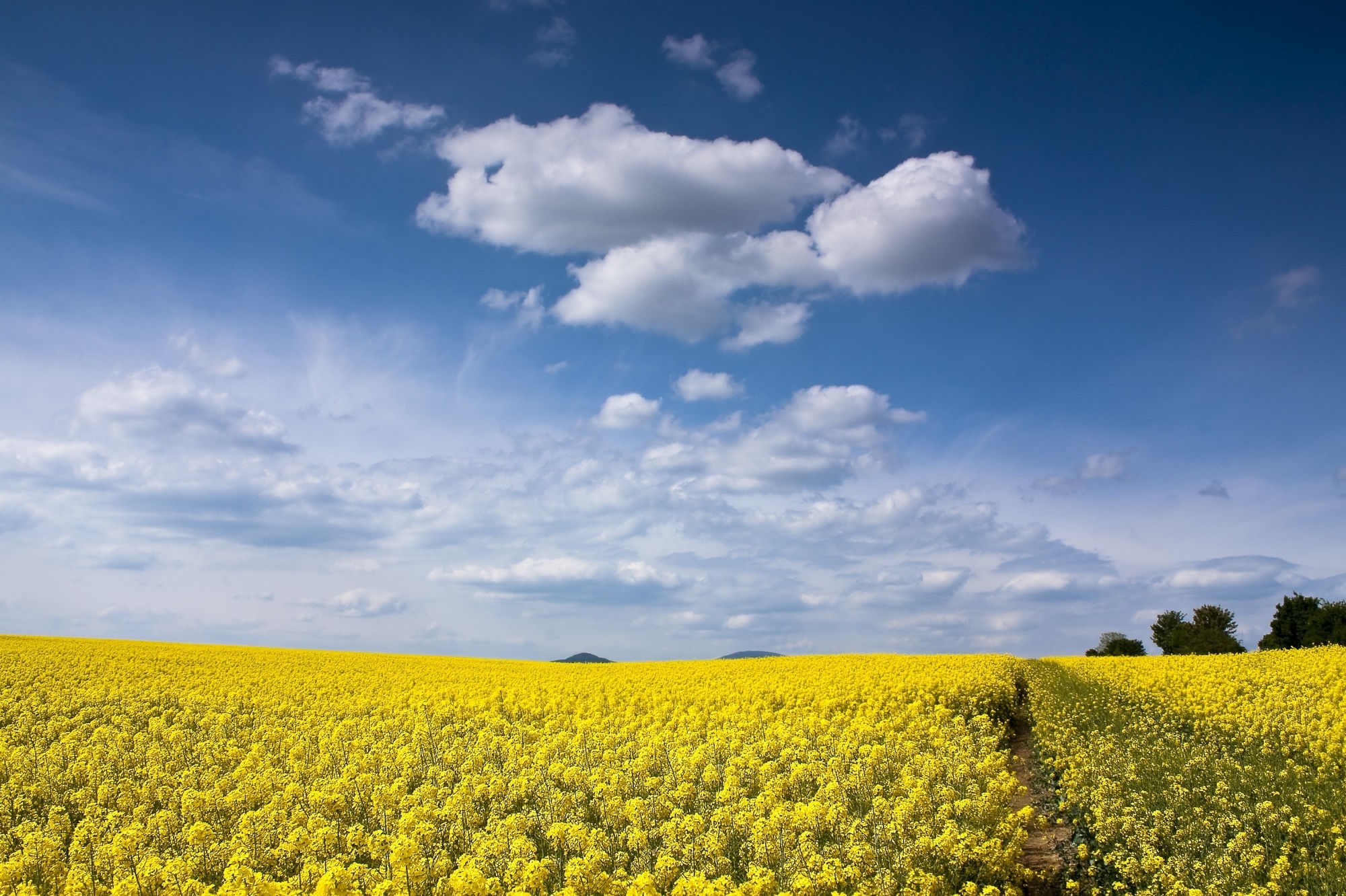 Image of a yellow canola field with blue sky and clouds above