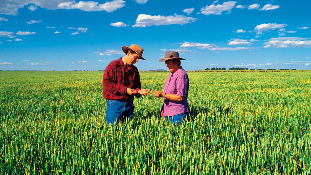 Two agrifood technology researchers stand in a field of wheat looking at samples