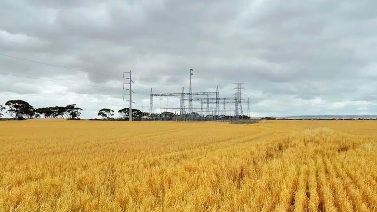 A power sub-station surrounded by a field of wheat