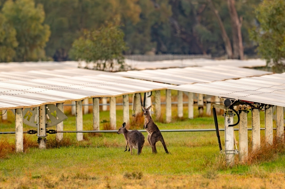Two kangaroos standing on grass amid rows of solar panels.