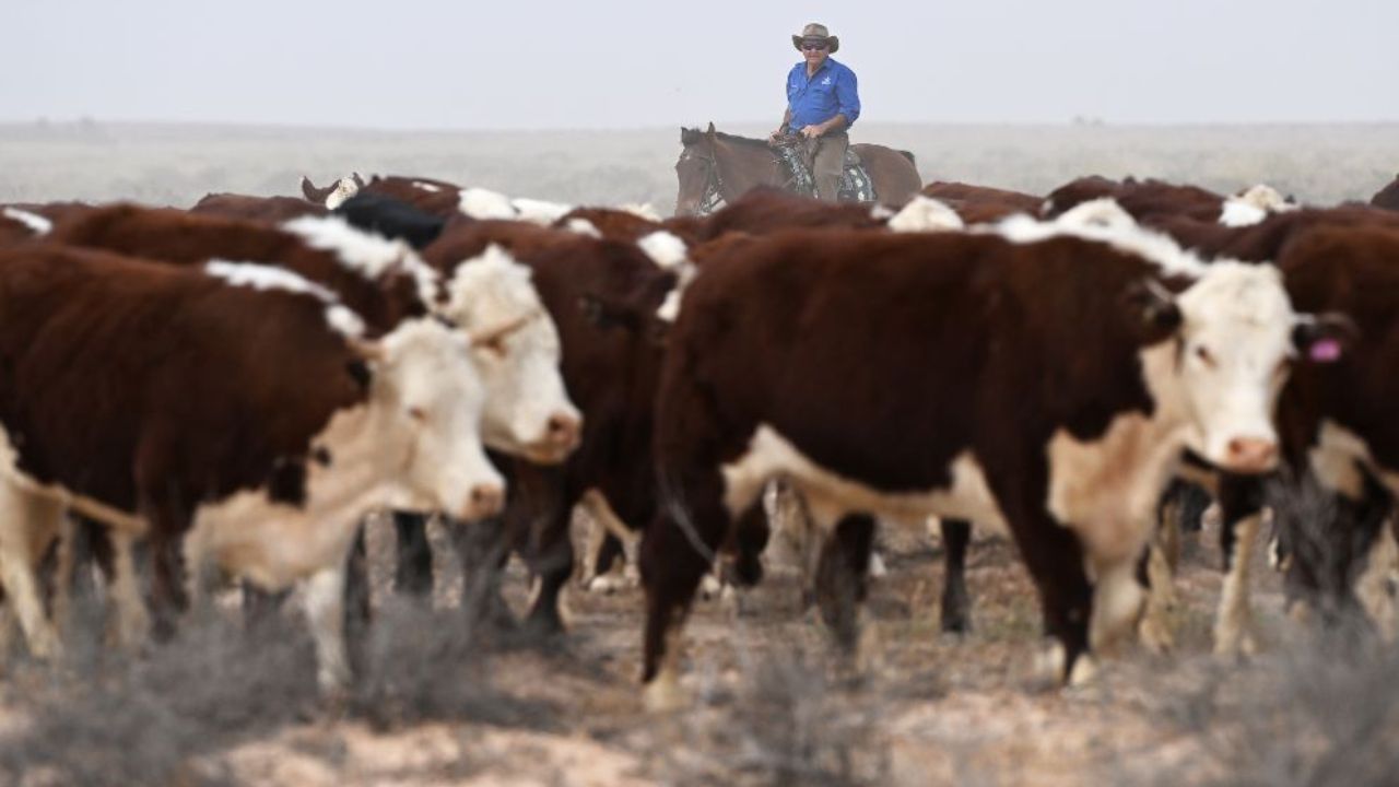 A man on horseback watches over a herd of cattle